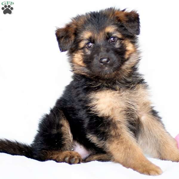 Shayla, German Shepherd Puppy